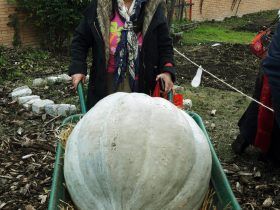 Primer premio a la calabaza más pesada